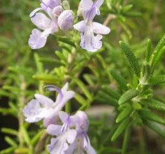 迷迭香会开花吗
