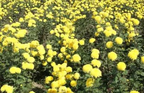 菊花播种方法