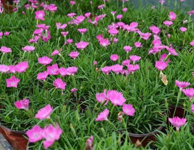 低矮耐寒小草花