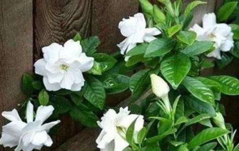 栀子花怎么种植方法