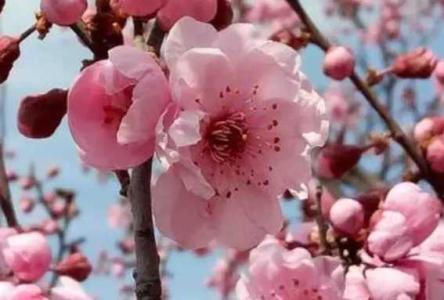 梅花生长在什么环境