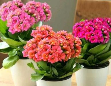 长寿花应该施什么肥