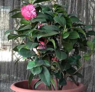 茶花喜欢什么肥料