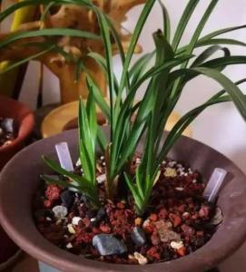 兰花的种植过程怎么写