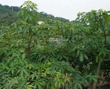 发财树野外种植