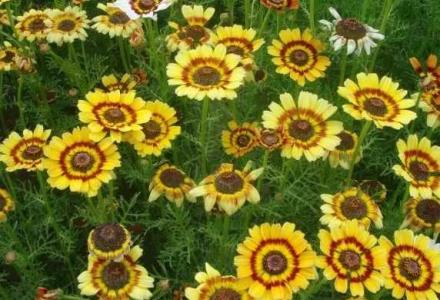 花环菊播种方法