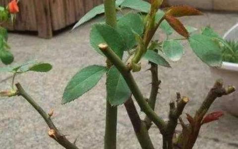 月季花修剪时间和方法