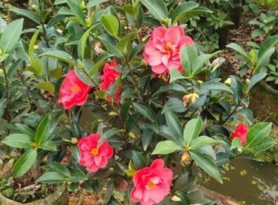 四季茶花树的养殖方法和注意