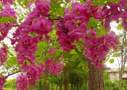 香花槐适合种院子里吗