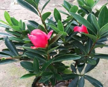 四季茶花的浇水方法