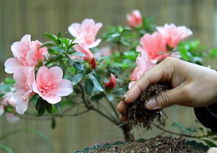 杜鹃花什么时候修剪