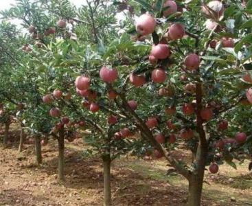 苹果籽怎么样种种苹果树