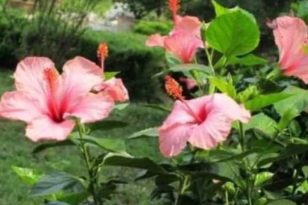 扶桑花的叶子蜷缩发硬