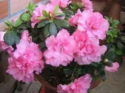 杜鹃花的正确浇水方法