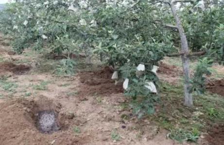 苹果树施什么肥料最好
