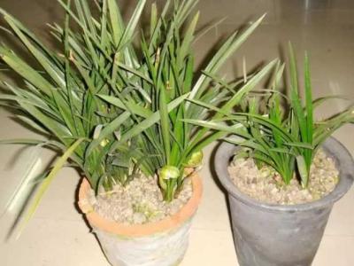兰花植料老三样配比