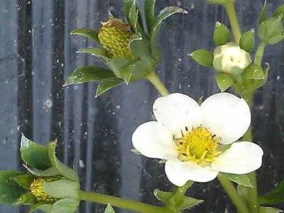能结果实的花一定要开花吗