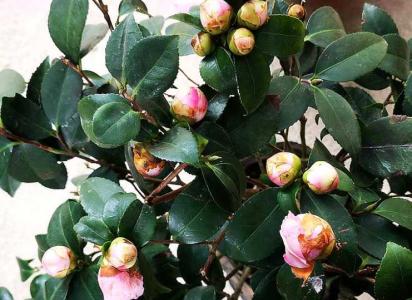 茶花花苞多品种好吗
