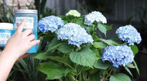 绣球催花用什么肥