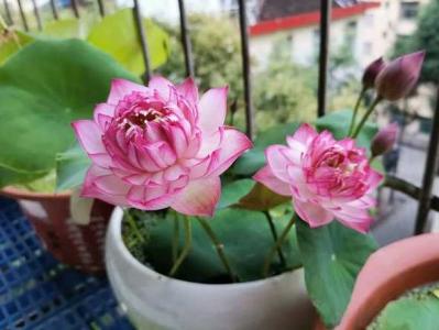 阳台养荷花风水好吗