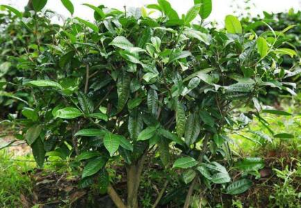 茶树的种植方法