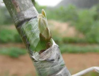 影响果树嫁接成活率的因素有哪些