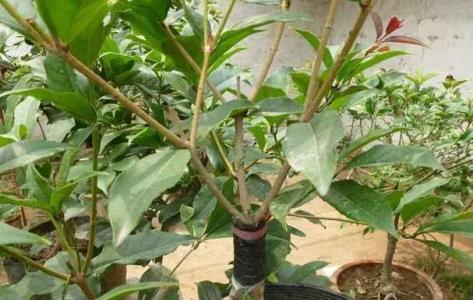 桂花6月份怎样嫁接