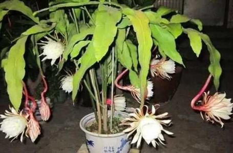 昙花多久浇一次水好