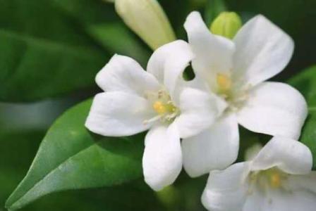 云香花的养殖方法