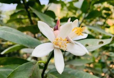 柠檬树开花需要授粉吗