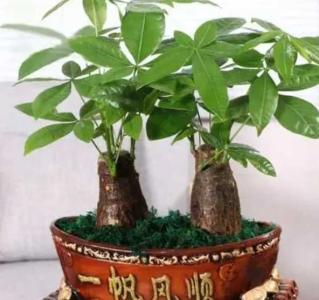 发财树怕冻吗