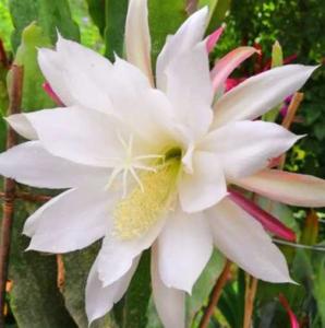 昙花和令箭哪个贵