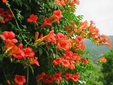 凌霄花种门口哪边合适