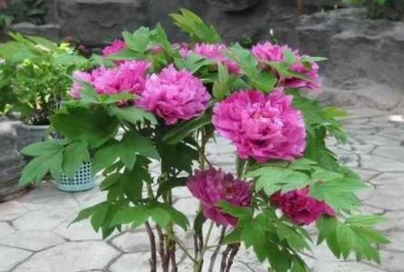 牡丹花怎么浇水多久一次