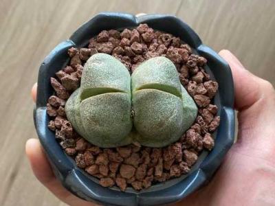 帝玉多肉用什么花盆