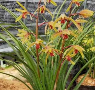 兰花怎样养护才能长出花蕾