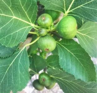 无花果的叶子发黄怎么办