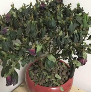 杜鹃山茶花叶子干枯掉落怎么挽救