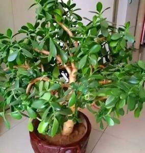 玉树盆景造型