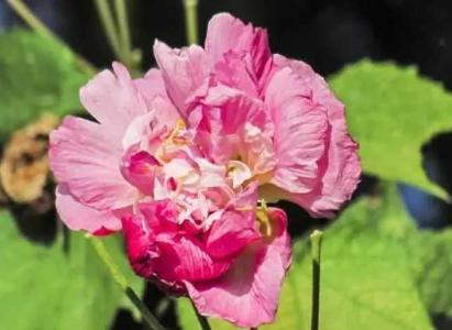 芙蓉花强光还是耐阴