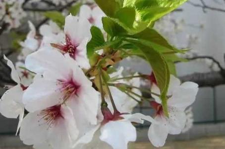 樱花养护管理