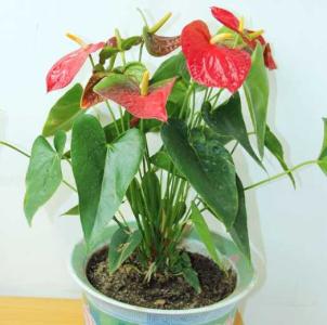 花草红掌的养殖方法