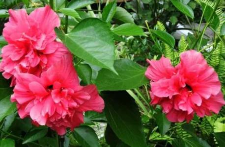 扶桑花开完花后怎么养护