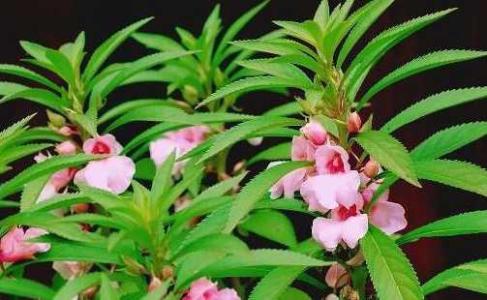 指甲花截枝养法