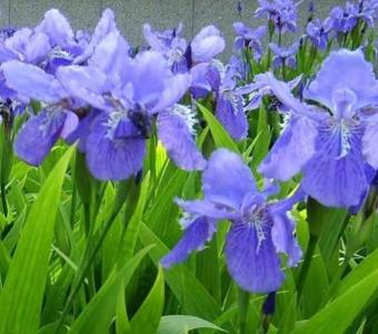 鸢尾花种子怎么种?最佳种植时间