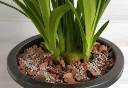 兰花颗粒植料怎么浇水