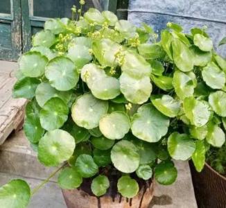 铜钱花可以在屋里养吗