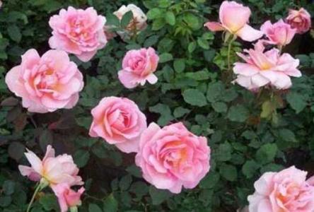 月季花喜欢淘米水吗