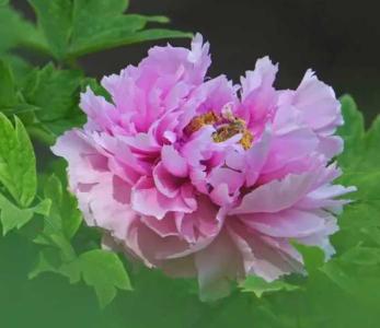 河南院子里适合种什么花
