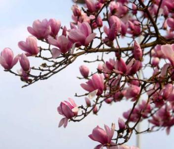 玉兰花栽在什么地方好